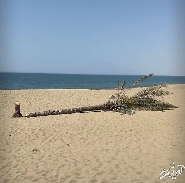 تک نخل ساحل کویری دَرَک را نابود کردند!